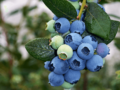 Blueberry fruit ripening