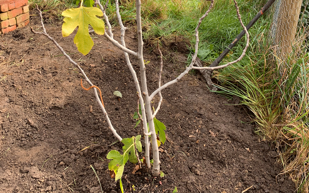 The fig planted here is a Ficus carica species, ‘Brown Turkey’.